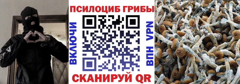 Галлюциногенные грибы Psilocybe это какой сайт Завитинск мега ссылка